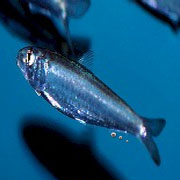     ,     (   nature.com).