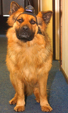  " "   (Roth).     ,   (   northumbria.police.uk).