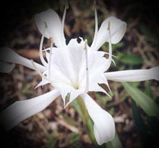 ��� ������������ ������������ � ������ ������������ (���� � ����� burjdubai.com).