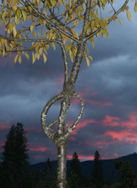   ("",  ).     ,    ,  ,   -  (   arborsmith.com).