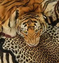     - ,         ,   , " " (   panda.org).