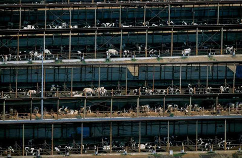       ,     .               (   qmvet.de).