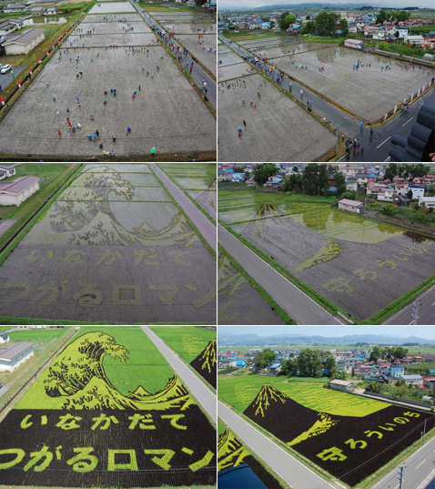    2007    .     27 ,    14 ,    26 .   ,           . , ,    (   vill.inakadate.aomori.jp).