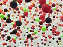    ,    .   (   artgallery.nsw.gov.au).