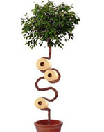 ���������� ���������������� ����� ����� ��� ������ (���� � ����� arborsmith.com).