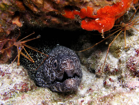       <i>Muraena retifera</i>   ,  ""     (   df6na.de).