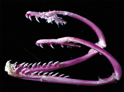   .      .         ( R. S. Mehta, P. C Wainwright).