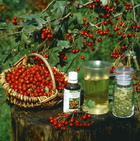 ������������ ������� �������� ��������