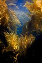 ���� ��������, ��� �������. ��� � ������� ����������