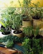 ������������ ������� �������� ��������