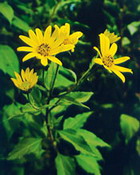 �������� ����� � ������ ����������