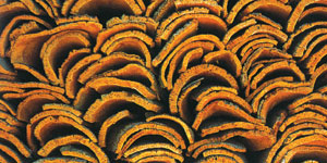 ����� ��������� �������� ������ ������� ������� ��������� ���������.