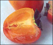 �������� (�����) - ���� �����