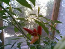 Nokia 6110 Navigator