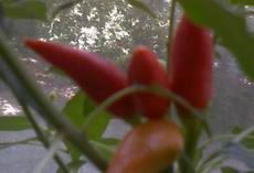 Nokia 6110 Navigator