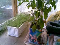 Nokia 6110 Navigator