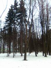 Nokia 5310 XpressMusic