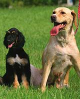      ( Woo Suk Hwang/Seoul National University).