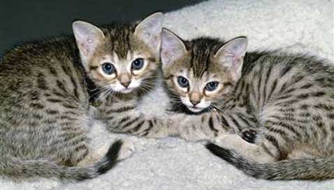 -,   Genetic Savings and Clone ( Victor Fisher/Polaris Images).