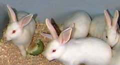  . "    ",    ,      ( exotictropicals.com).