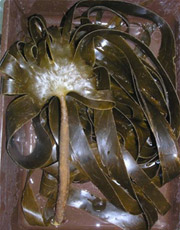 ������ ���������������