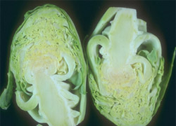 �������� ������� - ����� ����������