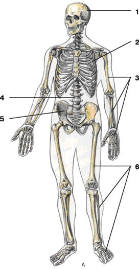 ������ ��������