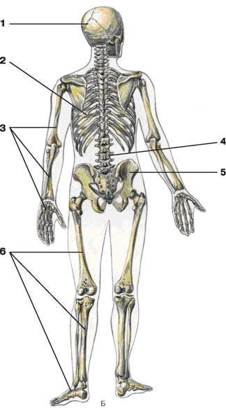 ������ ��������