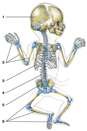 ������ �����