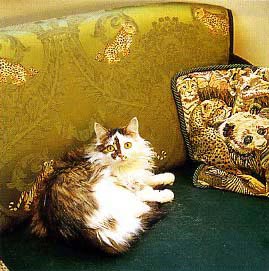 ������������ �������