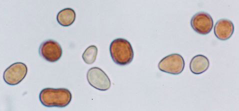 ��������� "������������" � ����������� ����� 1 ������ ��� (���� � ����� education.vsnl.com).