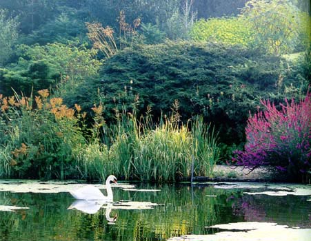 "Обжитой" искусственный водоем может стать уютным домом для разнообразной флоры и фауны