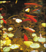 ������������ ������� � �� ���������